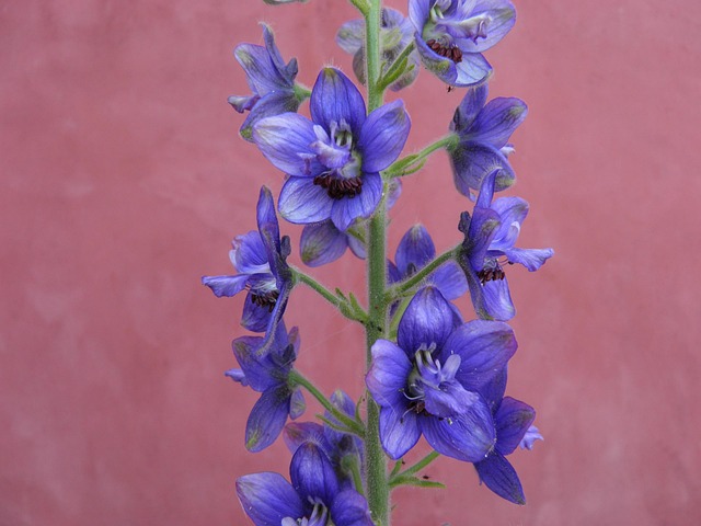 Free Delphinium Aconite photo and picture