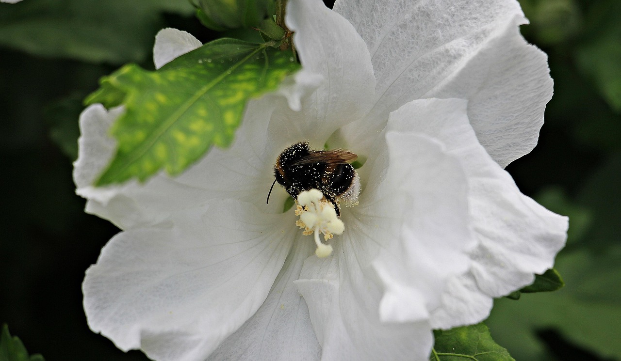Mallow Flower Bee - Free photo on Pixabay