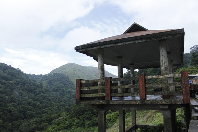 Free Viewpoint Forest photo and picture