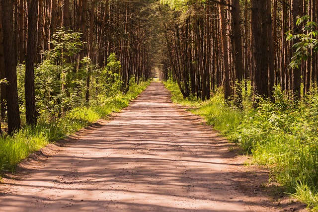 Free Forest Summer photo and picture