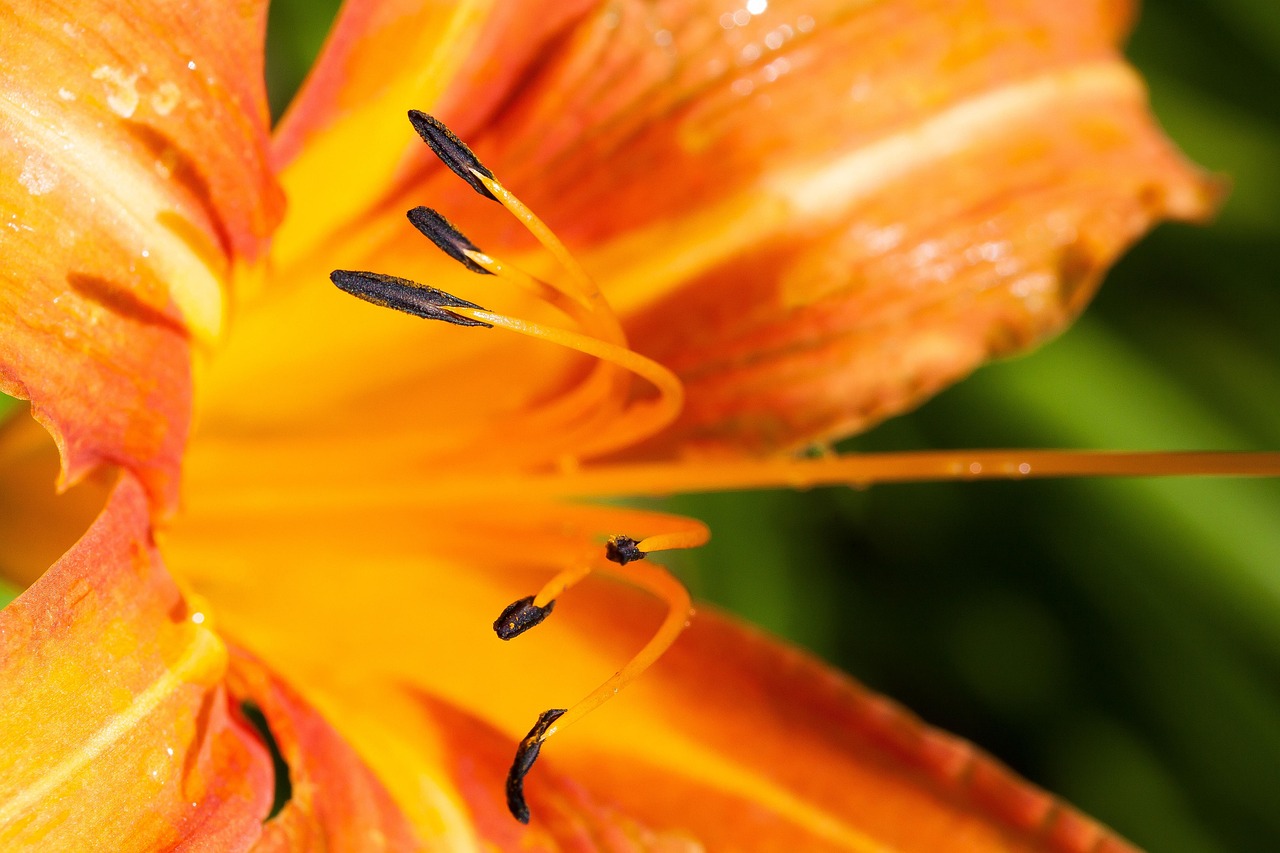 Daylily - free online jigsaw puzzle photo
