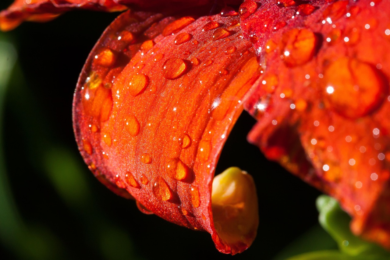 Daylily - free online jigsaw puzzle photo