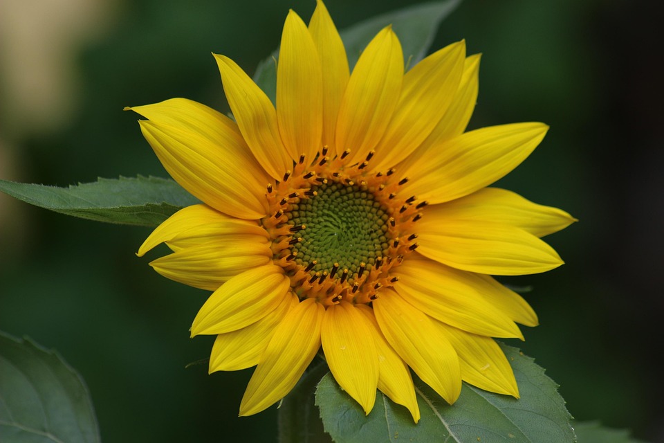 Sunflower Yellow Nature - Free photo on Pixabay