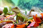 chinese water dragon, lizard, dragon