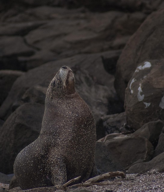 Seelöwe, Majestätisch, Natur, Wild