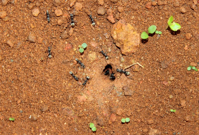 Fourmis Noires Dans La Maison