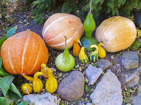 Free Pumpkins Orange photo and picture