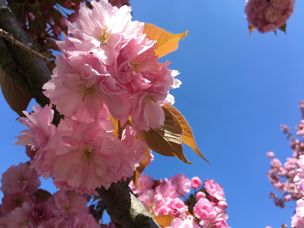 Primavera Color Rosa Primavera Flor Color De Rosa - Foto gratis en Pixabay - Pixabay