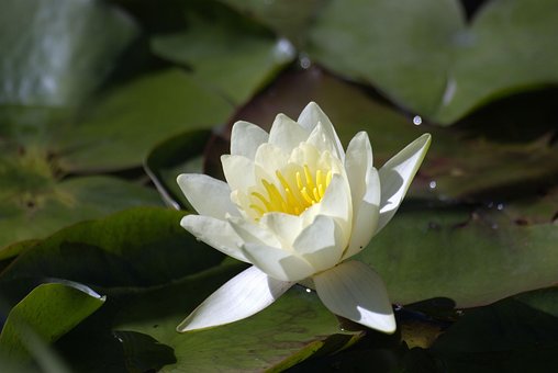 Free Flower Water Lilies photo and picture