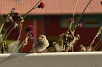 homester, bird, fence
