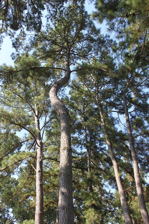 Tree Nature Environment - Free photo on Pixabay