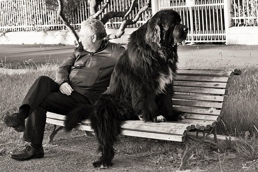 Free Dog Best Friend Of Man Always photo and picture