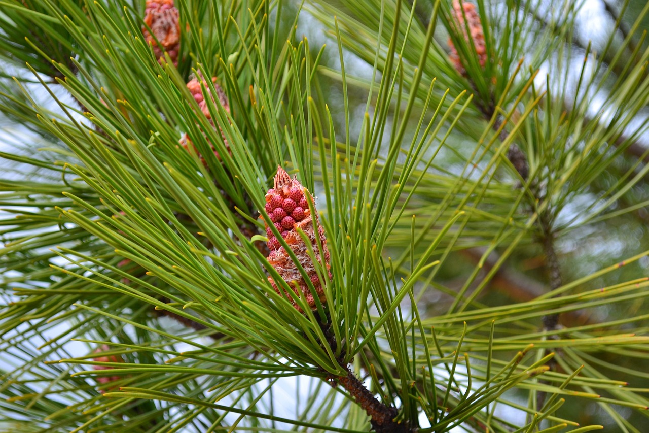 10 000 Free Maritimes Pines Nature Images Pixabay