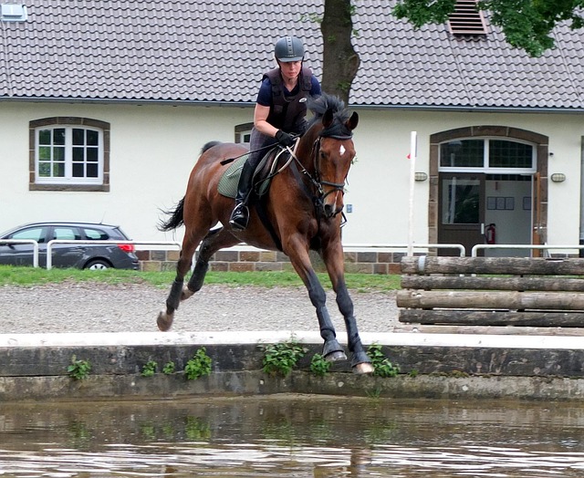 Free Horse Versatility photo and picture
