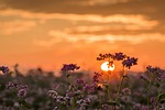 sunset, sun, nature