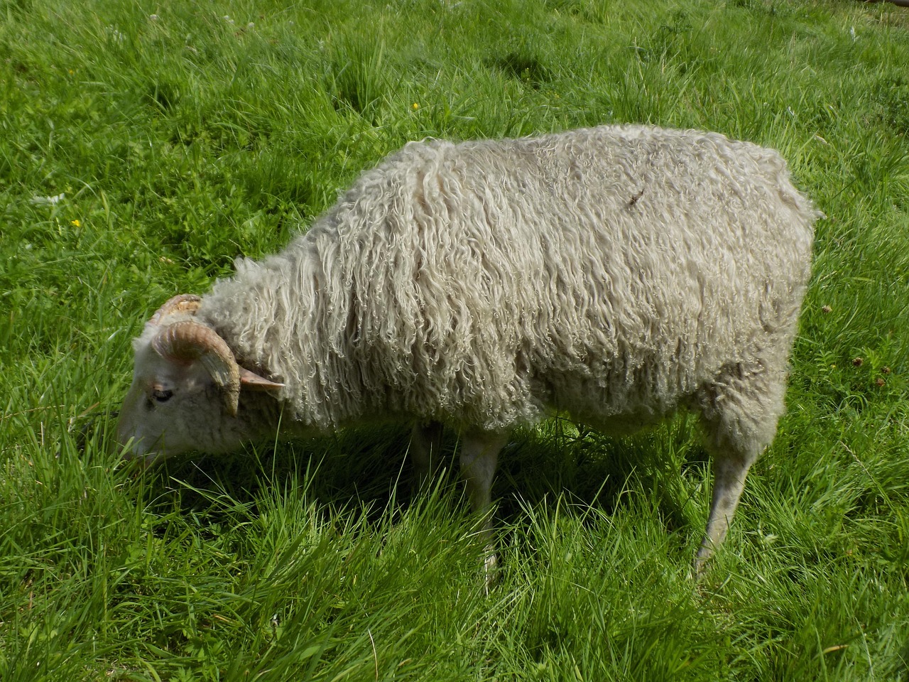 Heidschnucke Mouton Nordique À - Photo gratuite sur Pixabay - Pixabay
