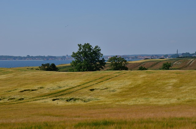 Free Field Golden photo and picture