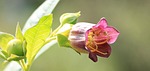 great cherry blossom, belladonna, atropa belladonna