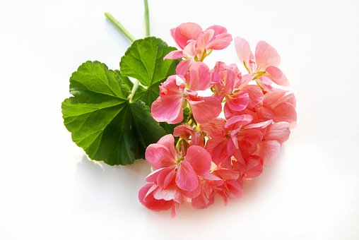 Free Rose Geranium Flower photo and picture