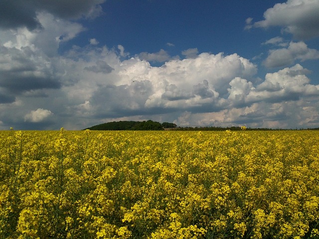 Free Oilseed Rape Field photo and picture