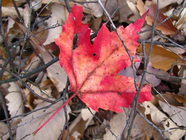 Rot, Blatt, Herbst, Ahorn, Wald, Boden