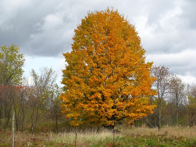Herbst, Gelb, Baum, Blätter