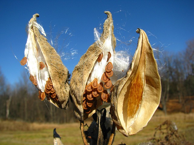 Pod, Wolfsmilch, Samen, Herbst