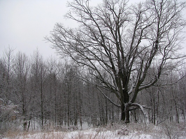 Winter, Baum, Wald, Schnee