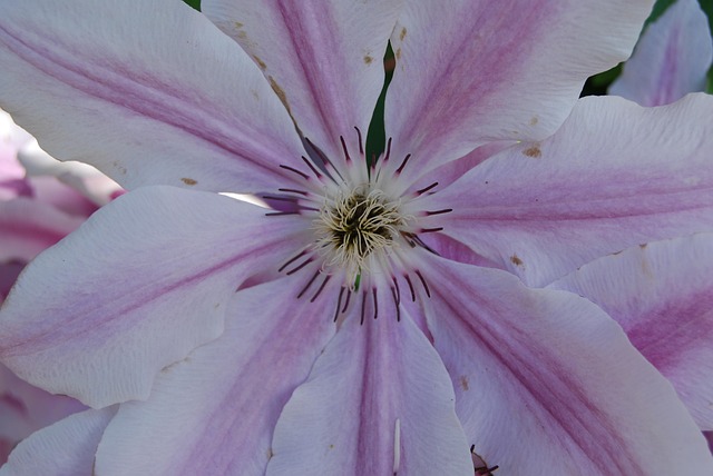 Free Clematis Flower Background photo and picture
