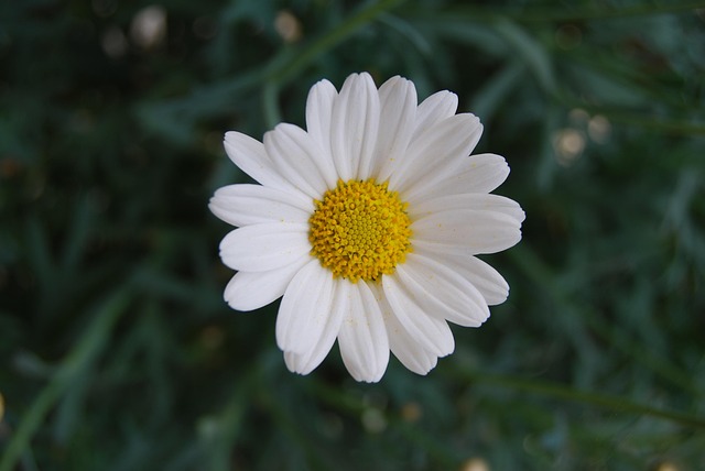 Free Flower Plant photo and picture
