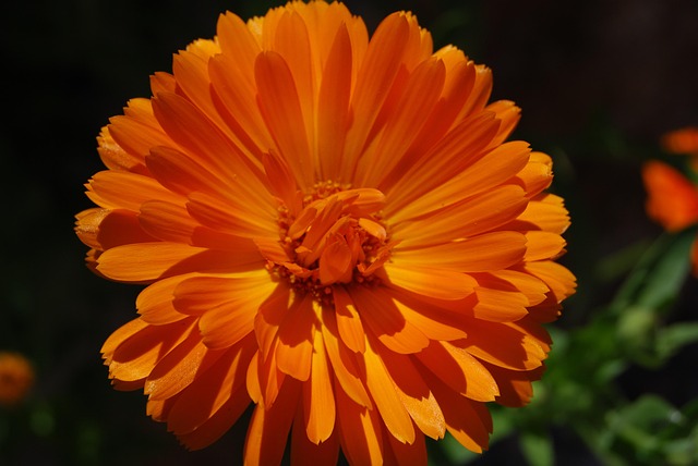 Free Flower Beautiful Flowers photo and picture