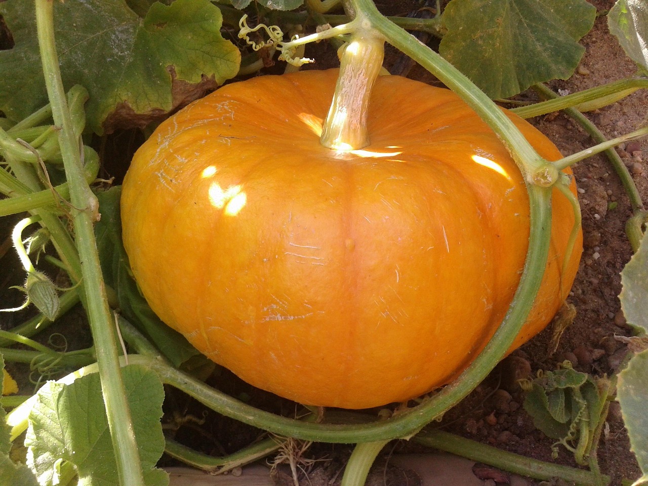 호박 가을 - Pixabay의 무료 사진 - Pixabay