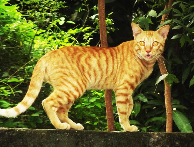 braun-katze-meine-hauskatze-kostenloses-foto-auf-pixabay-pixabay