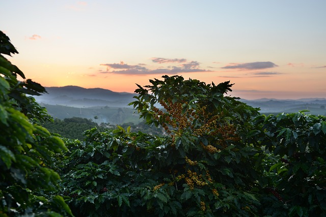 Free Coffee Tree photo and picture