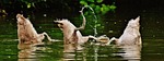 swans, young animals, diving