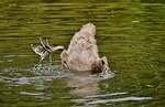 swan, young animal, diving