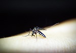 mosquito, malaria, gnat