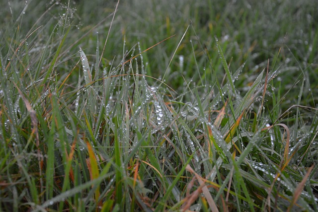 Free Meadow Field photo and picture