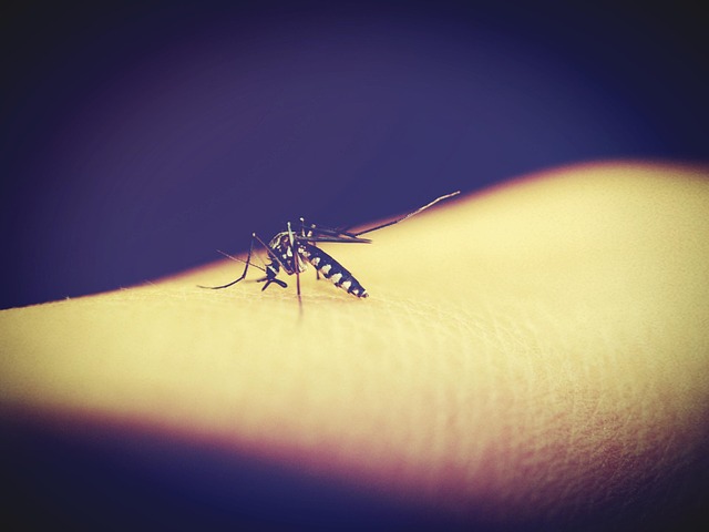 Free Mosquitoe Mosquito photo and picture