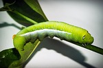 green, worm, closeup
