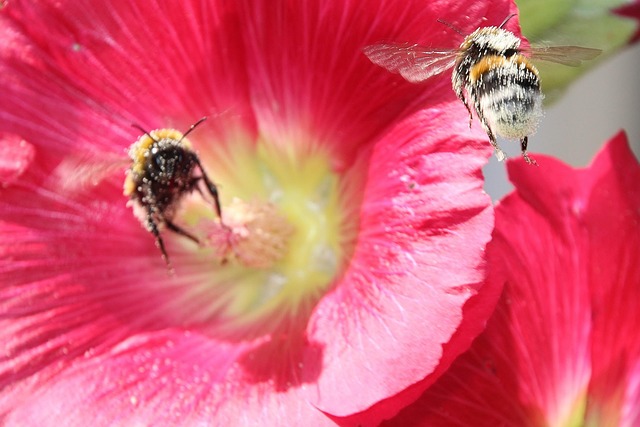 Free Animals Insects photo and picture