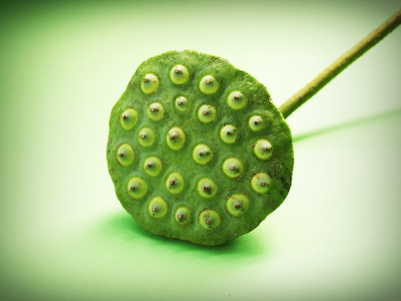 Lotus Seed Flower - Free photo on Pixabay - Pixabay