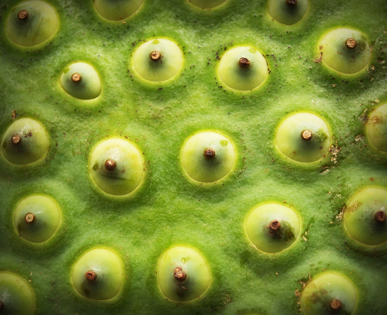 Lotus Seed Flower - Free photo on Pixabay - Pixabay