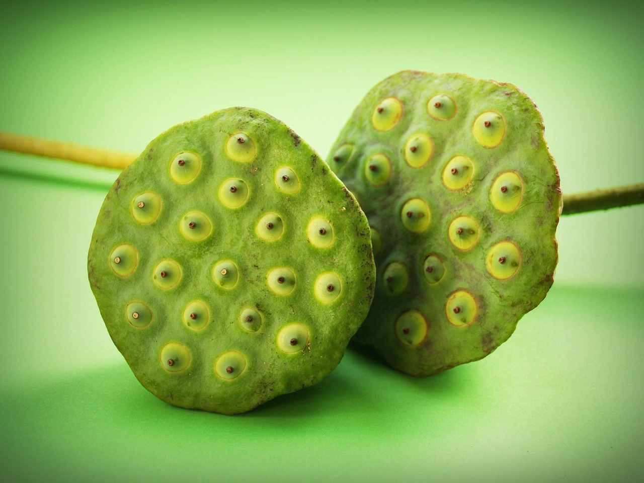 Lotus Seed Flower - Free photo on Pixabay - Pixabay