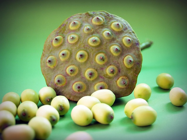Lotus Seed Flower - Free photo on Pixabay - Pixabay