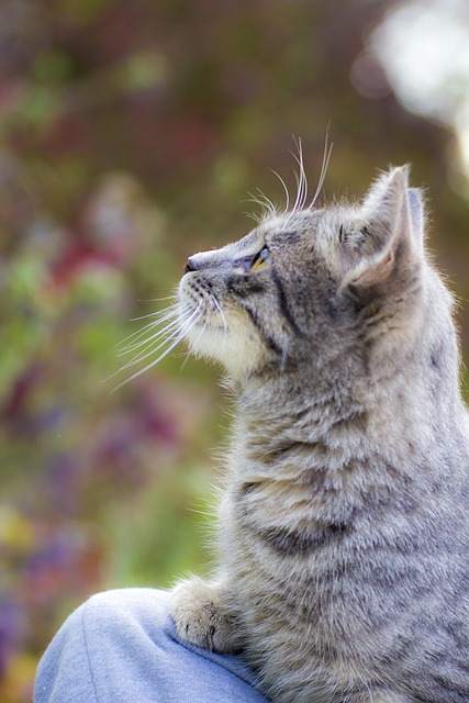 Free Domestic Cat Cat photo and picture