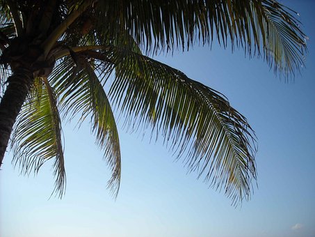 Free Island Palm Tree photo and picture