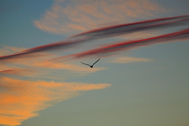 Free Sunset Evening Sky photo and picture