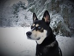 dog, husky, husky mongrel