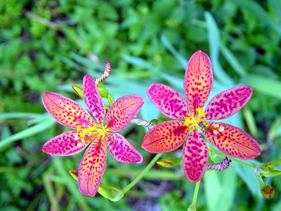 Lilie Blume Pflanze Kostenloses Foto auf Pixabay